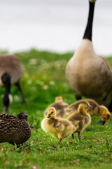 Portrait of little yellow goslings (baby goose) swimming, walking, sitting, and eating on the green grass and flowers by the water