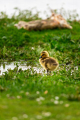 Portrait of little yellow goslings (baby goose) swimming, walking, sitting, and eating on the green grass and flowers by the water