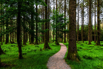 Fototapeta premium A hidden path in a green Irish forest