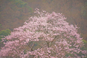 雨の中の桜 (桜 滋賀県高島市マキノ町　見返り桜　sakura ,cherry,japan,flower,travel,spring,tree,blossom,blue,rain,wabi,sabi)