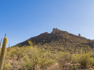 Sunny view of the Saguaro National Park