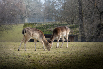 Naklejka na ściany i meble Two roe deers are grazing in a meadow