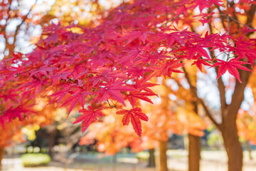 紅葉