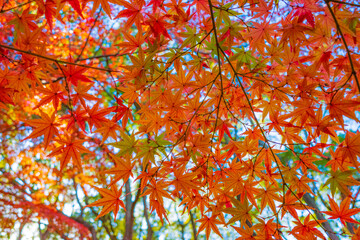 紅葉したモミジ