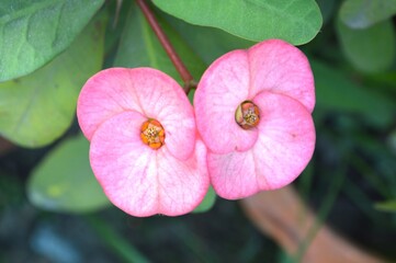 pink Crown of thorns flower in nature garden