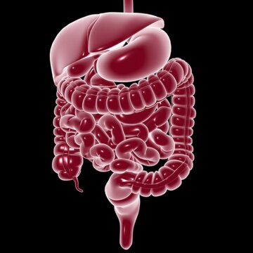 Human Digestive System Anatomy For Medical Concept 3D Rendering
