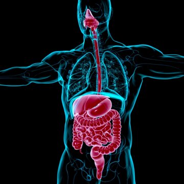 Human Digestive System Anatomy For Medical Concept 3D