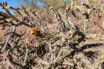 Sunny view of the Saguaro National Park