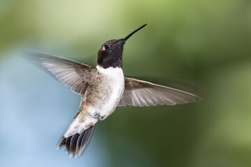 Black-Chinned Hummingbird Searching for Nectar in the Green Garden