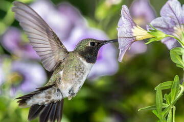 Fototapeta na wymiar Black-Chinned Hummingbird Searching for Nectar Among the Violet Flowers