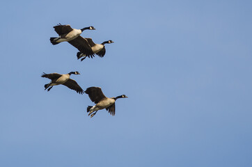 Flock of Canada Geese Preparing to Land While Flying in a Blue Sky
