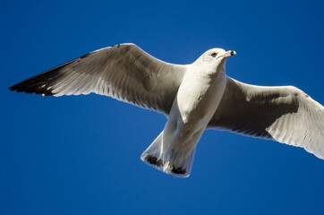 Ring-Billed Gull Flying in a Blue Sky