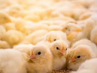 Yellow baby chickens feeding in livestock business