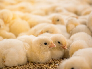 Yellow baby chickens feeding in livestock business