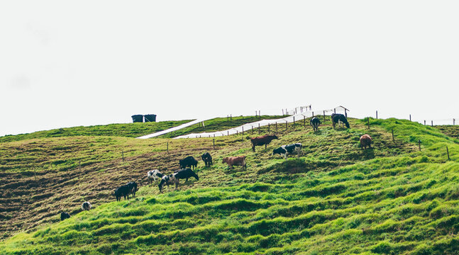 paisaje con unas vacas en un c&eacute;sped en una de las monta&ntilde;as de Colombia, junto con un camino tapado por un pl&aacute;stico