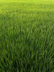 Rice paddy field in Thailand