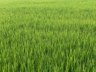 Rice paddy field in Thailand