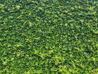 View of green leaf of background