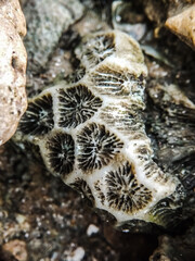 Marine Material