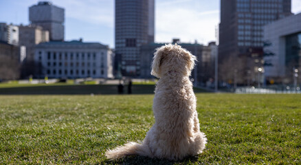 Sitting Labradoodle sunbathing and glancing into the cityscape at a dog park in Cleveland Downtown. 