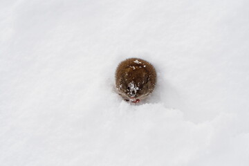 雪の上に出てきた野ネズミ