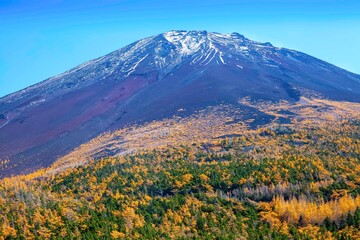 Fototapeta premium Top of Mount Fuji and yellow pine trees in autumn