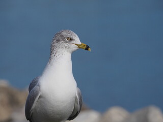 Obraz premium seagull closeup