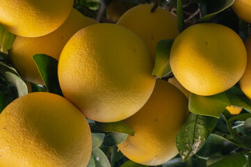 grapefruit on tree
