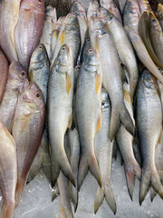 Close up of fresh fish in Thai market