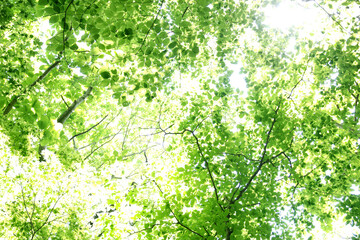 新緑の葉のイメージ