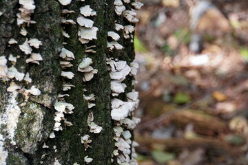 Wild white mushroom on the tree bark