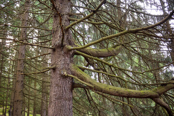 An old spruce with thick mighty branches in a spruce forest