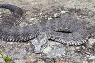Close up of Common Death Adder