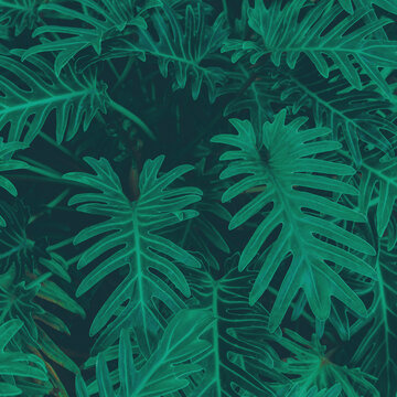Wall green palm leaves. Leaves background or texture. Palm background. © Vitaly Korovin