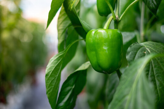 Green bell pepper hanging on the tree In the organic garden