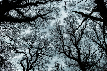 Wide angle shot of tree tops in Irish forest