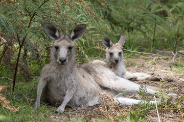Naklejka na ściany i meble Female Eastern Grey Kangaroo and joey resting in shade