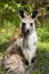 Close up of Eastern Grey Kangaroo