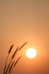 Grass flowers and sunshine in the morning of the new day.