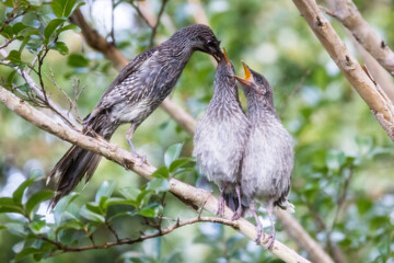 Little Wattle Bird feeding fledged chicks
