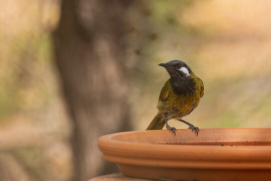 The White-eared Honeyeater (Lichenostomus Leucotis) Is A Medium-sized, Olive-brown Honeyeater With Distinctive White “ears”.