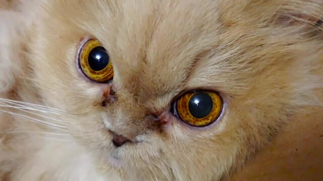 Close up persian cat eye mydriasis