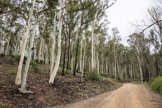 Country Road 12 Months Post 2020 Bush Fires To The South Of Batemans Bay NSW Australia