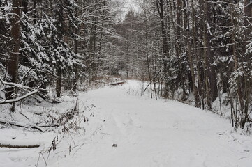 Forest clearing on a snowy cloudy January morning. Moscow region. Russia.