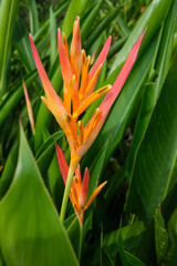 Obraz premium Heliconia psittacorum flower also know as the Parrot's Heliconia