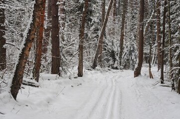Snow-covered forest on a cloudy January morning. Moscow region. Russia.