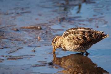 採餌中のタシギ