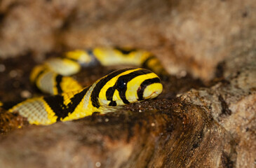 Mandarin rat snake (Euprepiophis mandarinus)