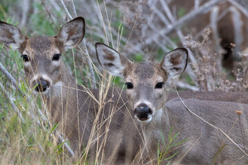 White tailed deer  fawn close up