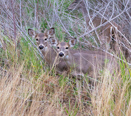Naklejka na ściany i meble White tailed deer with fawns, Choke Canyon State Park, Texas